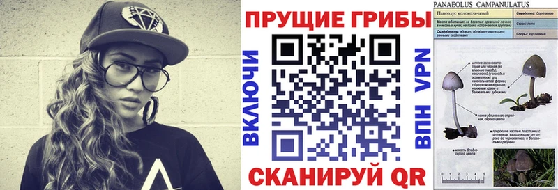 Галлюциногенные грибы Psilocybe купить наркоту Кировград